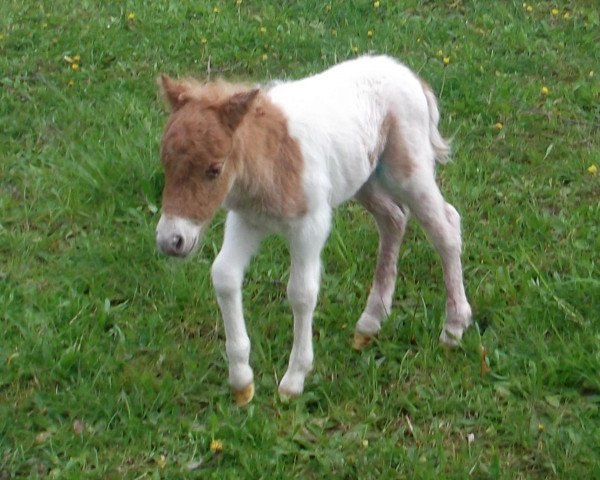 Pferd Isarons Rocky Man (Dt.Part-bred Shetland Pony, 2017, von Isarons Rock'n Roll)