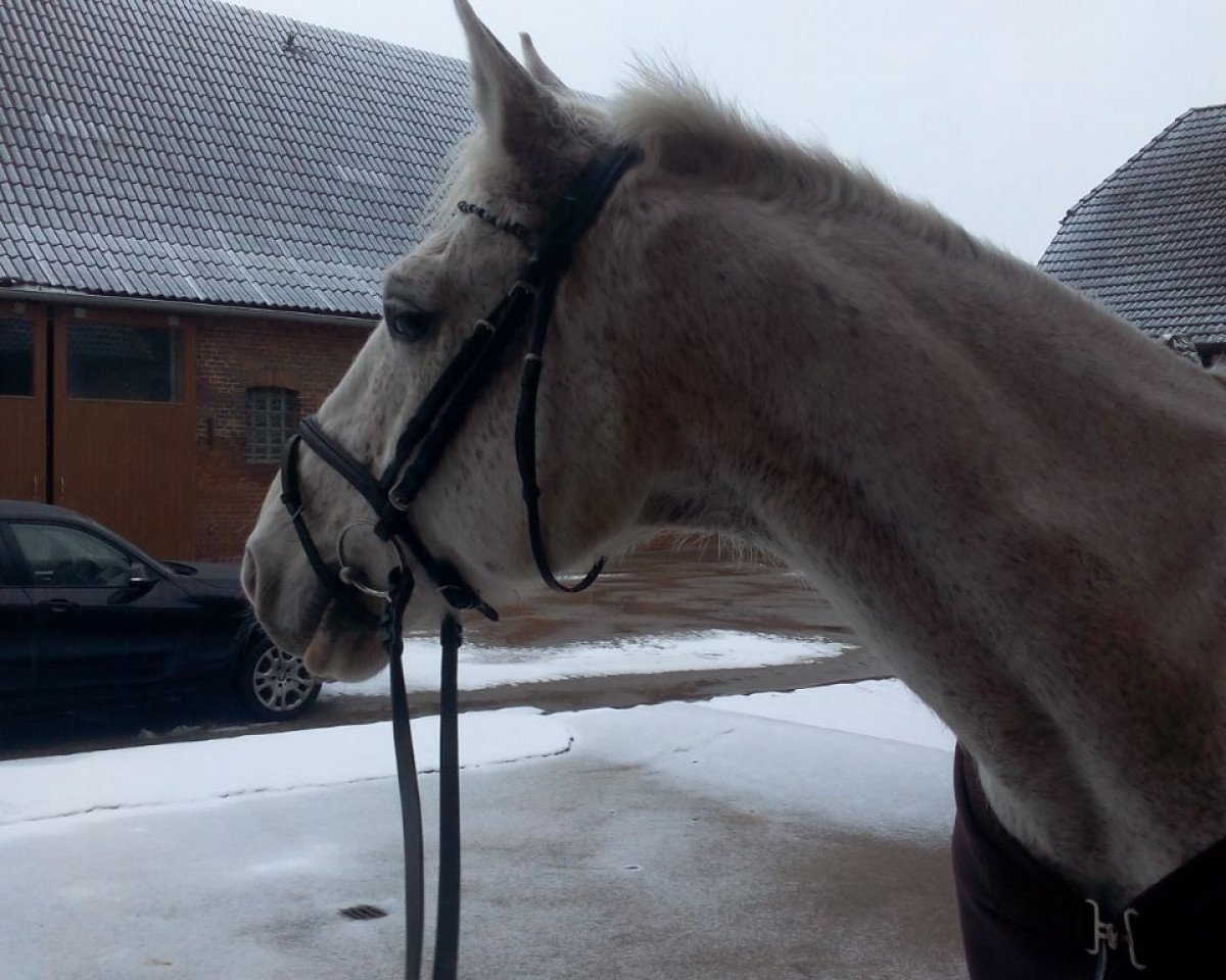 horse Papermoon B (Hanoverian,  , from Pygmalion)