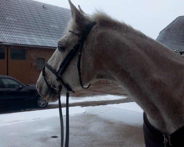 horse Papermoon B (Hanoverian,  , from Pygmalion)