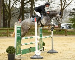 jumper Cocoshynsky 2 (Oldenburg, 2012, from Clinton I)