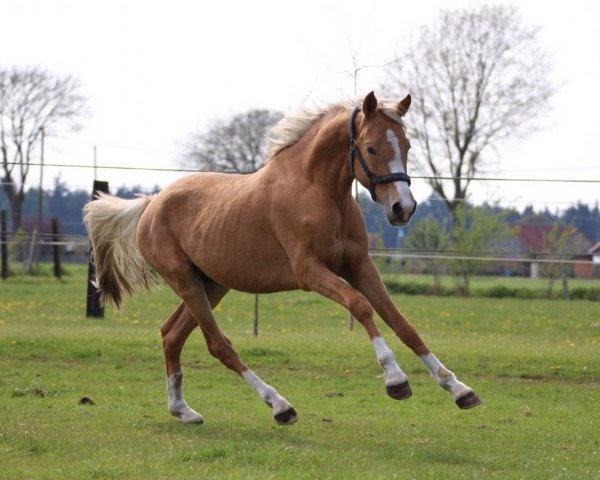 Pferd FS Conrad (Deutsches Reitpony,  , von FS Champion de Luxe)
