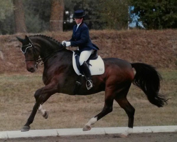 dressage horse Dublin 165 (Danish Warmblood, 1998, from Dunhill H)