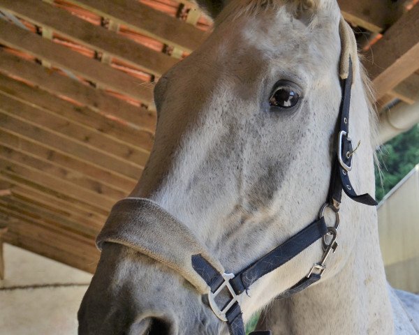 horse El Padrono-S (Hanoverian, 1991, from Espri)