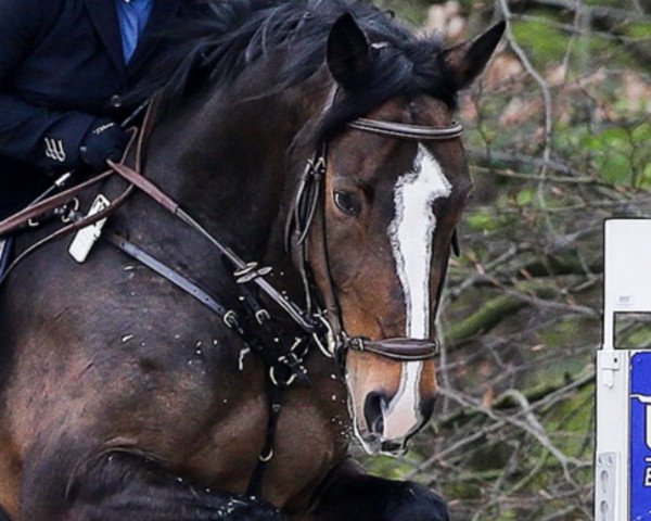 broodmare Cap Anamour (Westphalian, 2005, from Capitalist)