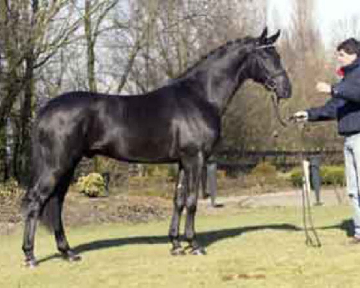Étalon reproducteur Don Ruto (Oldenbourg, 2000, de Don Gregory)