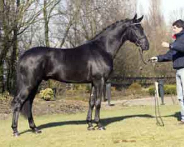 Deckhengst Don Ruto (Oldenburger, 2000, von Don Gregory) Deckhengst Don Ruto (Oldenburger, 2000, von Don Gregory)