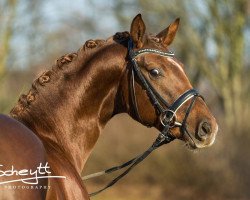 horse De Maggio (Hanoverian, 2014, from Dimaggio)