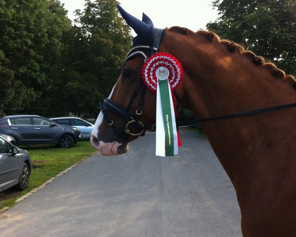 dressage horse Lightning McQueen (Hanoverian, 2007, from Locksley II)