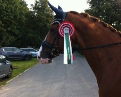 dressage horse Lightning McQueen (Hanoverian, 2007, from Locksley II)