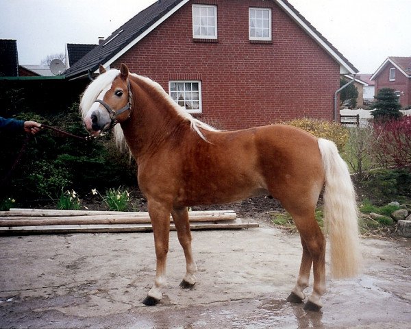 horse Arno van de Wortel (Haflinger, 1994, from Altjo van de Kenterstreek) horse Arno van de Wortel (Haflinger, 1994, from Altjo van de Kenterstreek)