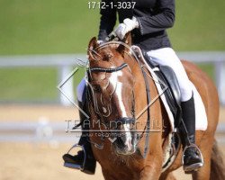 Dressurpferd Niklas 86 (Österreichisches Reitpony, 2001, von Norten El Dinch)