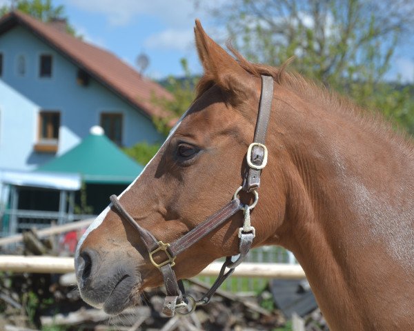 Zuchtstute Pretty Girl (Brandenburger, 2001, von Paradiesvogel)