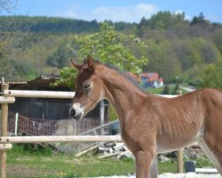 broodmare Flytothestars (Hanoverian, 2017, from For Dance)