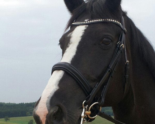 broodmare Nea Cora (Oldenburg, 2000, from Curacao I) broodmare Nea Cora (Oldenburg, 2000, from Curacao I)