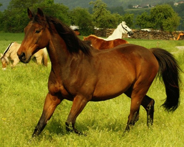 horse Lämondo (Hessian Warmblood,  , from Ländler)