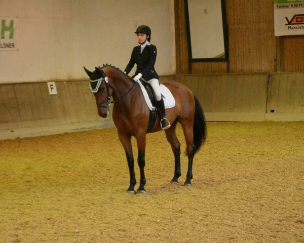 dressage horse Westside 82 (Bavarian, 2012, from Herzruf)