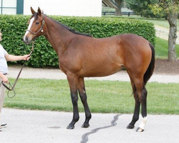 horse Enchanted Emma xx (Thoroughbred, 2016, from Bodemeister xx) horse Enchanted Emma xx (Thoroughbred, 2016, from Bodemeister xx)