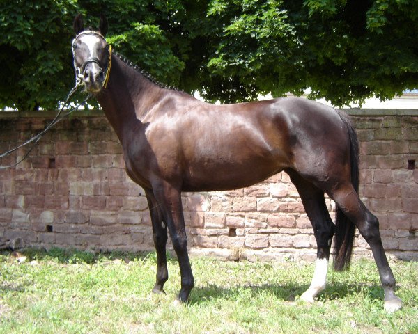 Dressurpferd Kashira 6 (Trakehner, 2002, von Budweiser Classic) Dressurpferd Kashira 6 (Trakehner, 2002, von Budweiser Classic)
