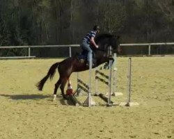 dressage horse Lazy Sunday (Holsteiner, 2011, from Lieber Boy)
