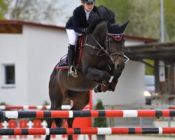 Springpferd Cassina 74 (Holsteiner, 2009, von Cassin 2)