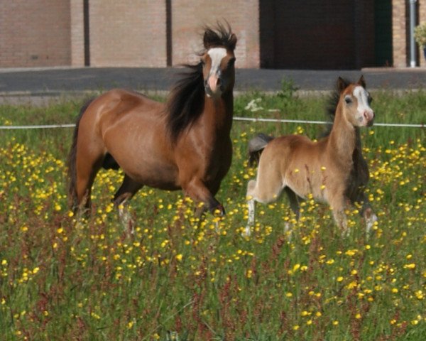 broodmare Vicarien's Jerusha (Welsh mountain pony (SEK.A), 1997, from Vechtzicht's Cymro Bach)