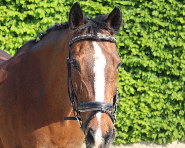broodmare Templer's Girl (Rhinelander, 1994, from Templer GL xx)
