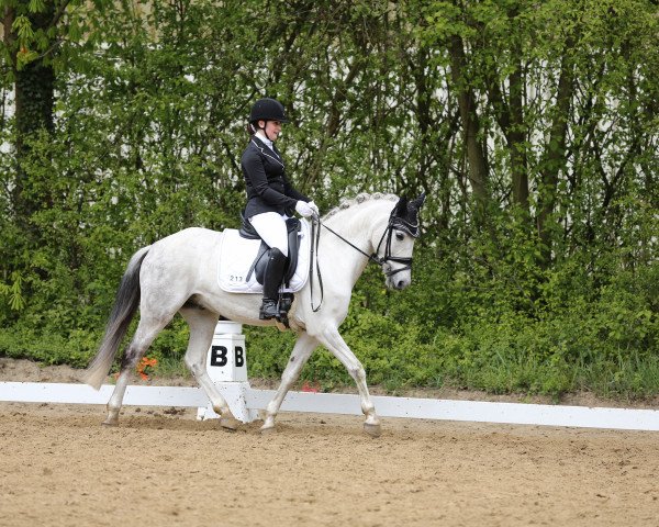 dressage horse White Dancer 4 (Rhinelander, 2007, from White Gold B)