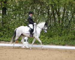 dressage horse White Dancer 4 (Rhinelander, 2007, from White Gold B)