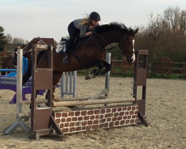 jumper Copacabana 49 (German Sport Horse, 2012, from Camax L)