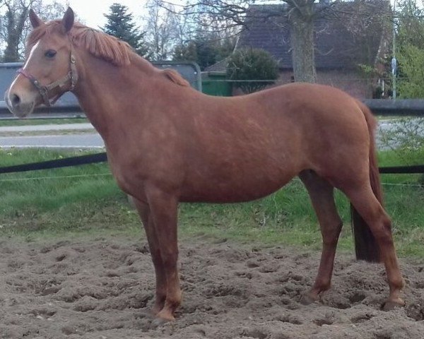 broodmare Baccara (German Riding Pony, 2004, from Aragon N)