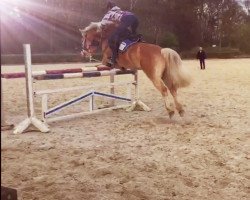 jumper Saphir 422 (Haflinger, 2005)