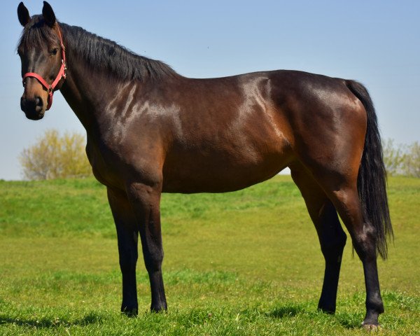 broodmare Gia (Zangersheide riding horse,  , from Berlin)