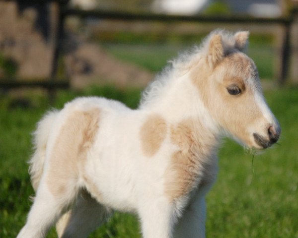 broodmare Tiponis Princess Carolin (Shetland pony (under 87 cm), 2017, from Polaris von Weyhe)