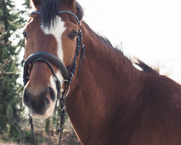 jumper Calido 85 (Zweibrücken, 2008, from Calando V)
