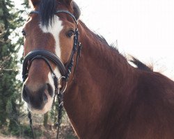 Springpferd Calido 85 (Zweibrücker, 2008, von Calando V)