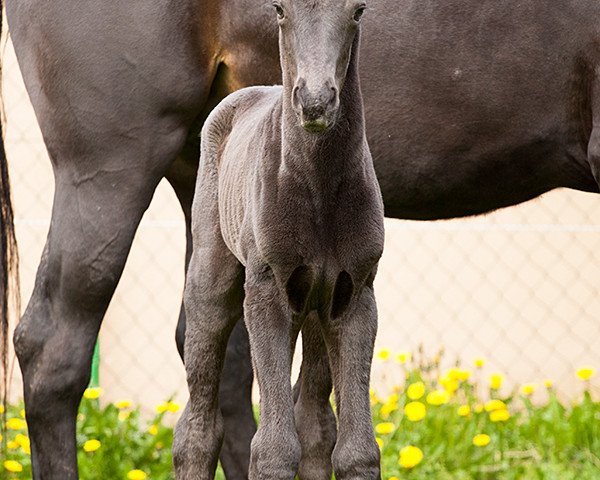 horse Chanel Noir (German Sport Horse, 2017, from Cadeau Noir)