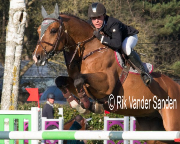 stallion Effect van den Bisschop (Belgian Warmblood, 2004, from Clinton)