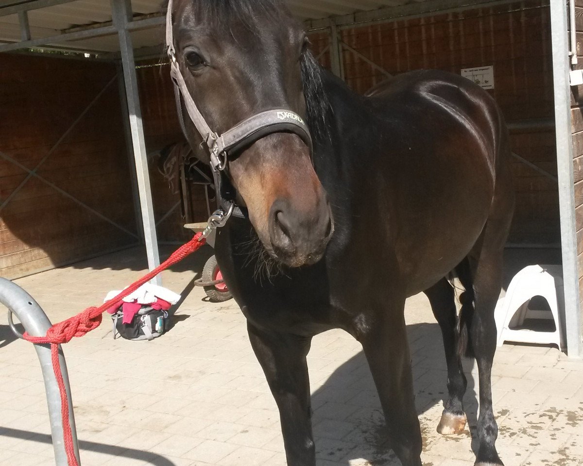 broodmare Toska 118 (Bavarian, 2011, from Swarovski)