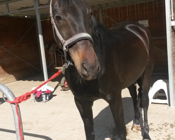 broodmare Toska 118 (Bavarian, 2011, from Swarovski)