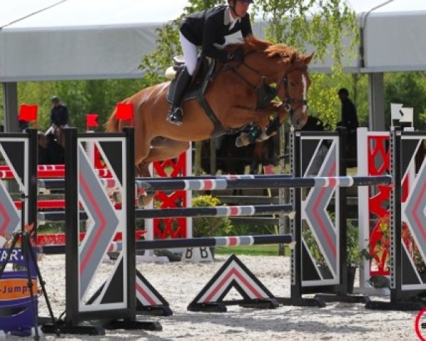 Springpferd Arcange de L'Arc (Selle Français, 2010, von Nabab de Revel)