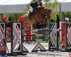 jumper Arcange de L'Arc (Selle Français, 2010, from Nabab de Revel)