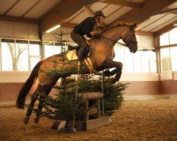 dressage horse Florentine Dänemark (Westphalian, 2009, from Fürst Romancier)