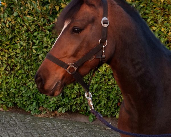 jumper Morgenröte 3 (German Riding Pony, 2011, from Calido G)