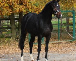 horse Fürsten King (Oldenburg, 2014, from Fürstenball)