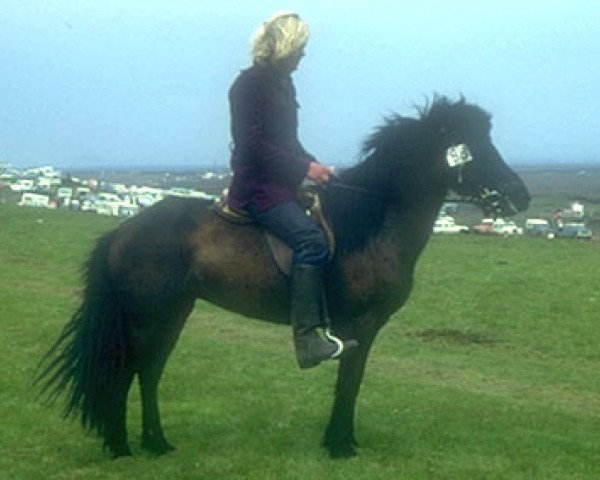 broodmare Nótt frá Kröggólfsstöðum (Iceland Horse, 1966, from Hörður frá Kolkuósi)