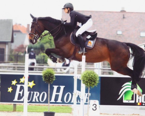 broodmare Risle des Grez (Selle Français, 2005, from Grenat de Grez)