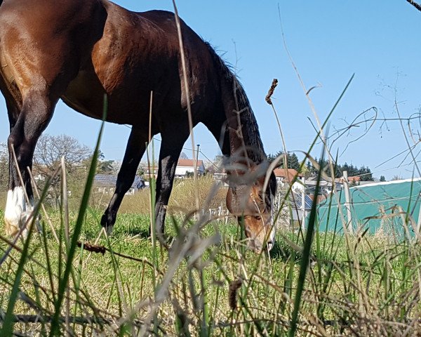 horse Demian S (Hanoverian, 2004, from D-Online)