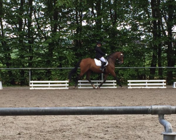 dressage horse Leventado (Westphalian, 2006, from Laudabilis)
