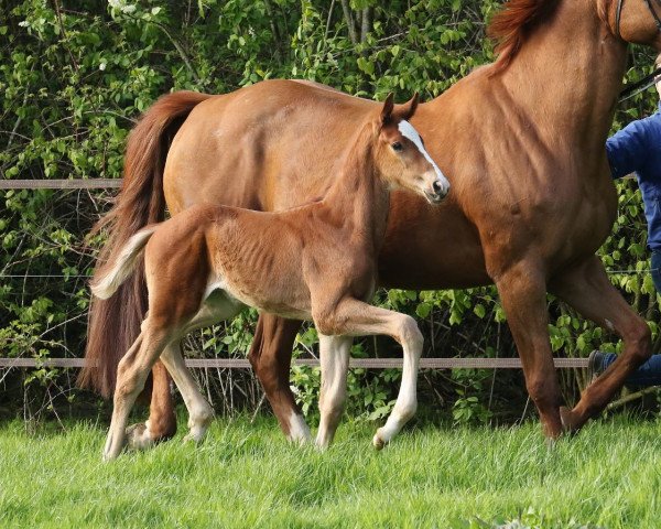 horse Quirinus caro R (Hanoverian, 2017, from Quaterhall)