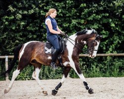 dressage horse Palandro G (Trakehner, 2005, from Chateauneuf)